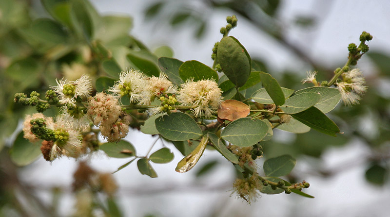 Cây me keo, me nước