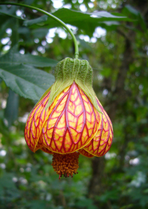 Hoa bụp lồng đèn,bụt lồng đèn,bụp lồng đèn,hoa dâm bụt,hoa râm bụt,bông bụt,bông bụp,Abutilon pictum,Flowering Maple,họ cẩm quỳ,Malvaceae