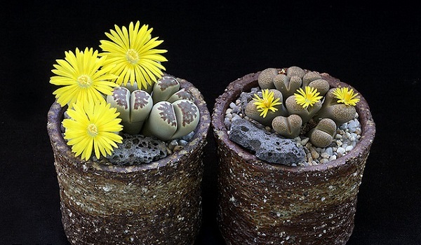 Hoa sỏi,cây hoa sỏi,Lithopturbuniformis,họ phiên hạnh,Aizoaceae,Ficoidaceae