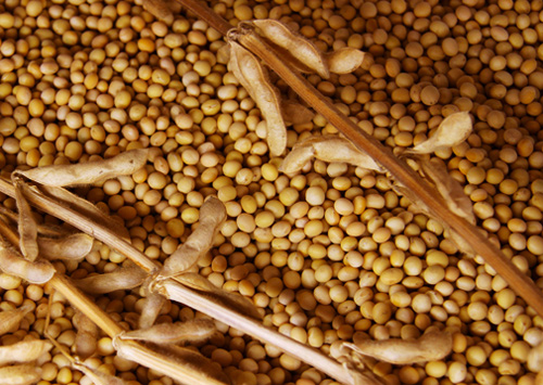 đậu tương,đỗ tương,đậu nành,glycine max,họ đậu,fabaceae