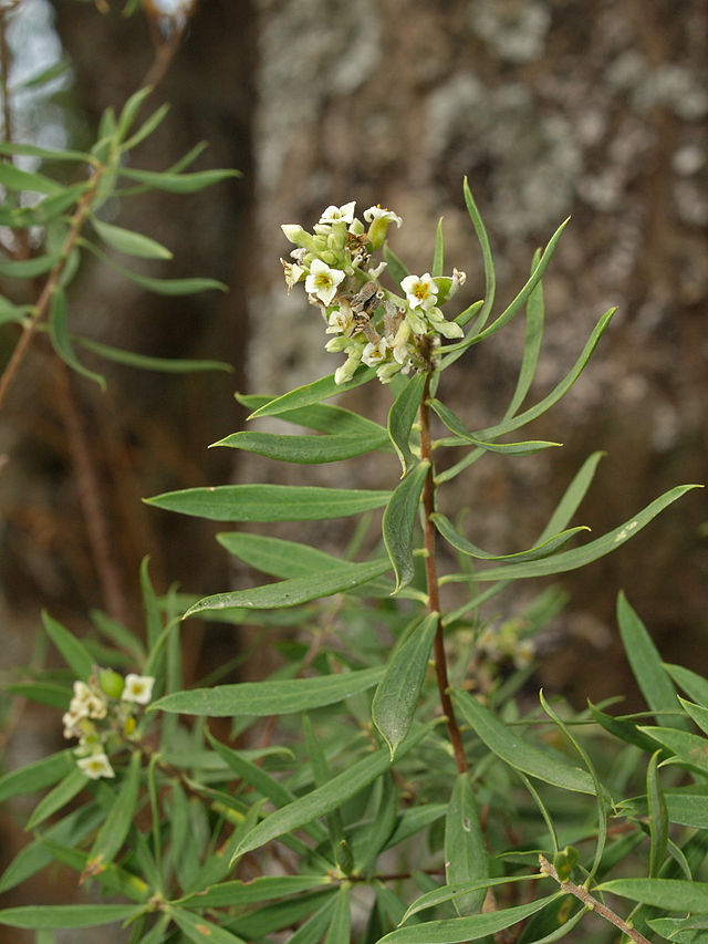 Thụy hương lá lanh,Daphne gnidium,thụy hương,Daphne