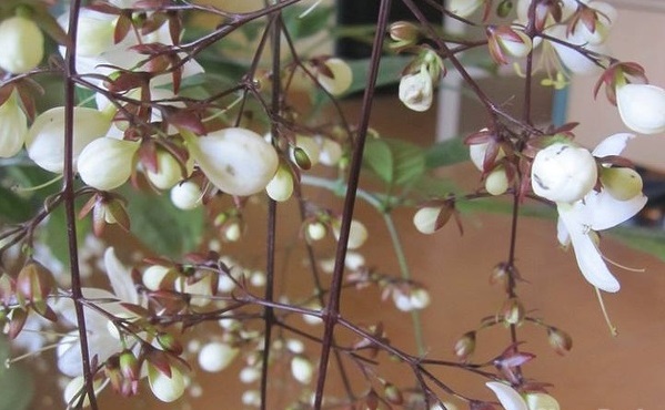 Cây ngọc minh châu,ngọc minh châu,cây ngày Tết,cây phong thủy