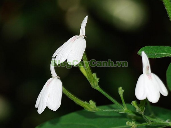 Cây kiến cò,cây kiến cò, cay kien co, Rhinacanthus nasutus (Linn.) Kurz, họ Acanthaceae, cay kien co, công dụng cây kiến cò, cây kiến cò chữa bệnh,