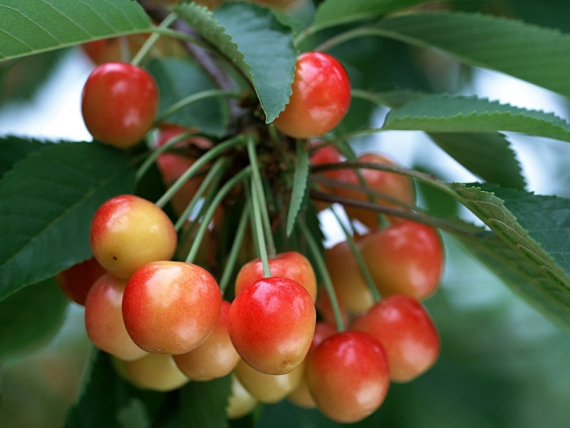 Cherry,cây cherry,cây anh đào,quả anh đào,cây ăn quả