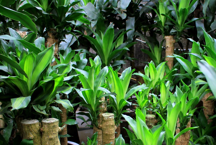 Cây thiết mộc lan