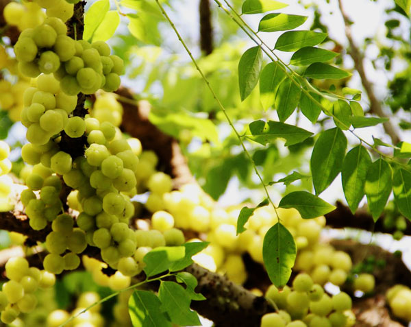 Cây chùm ruột,tầm ruột