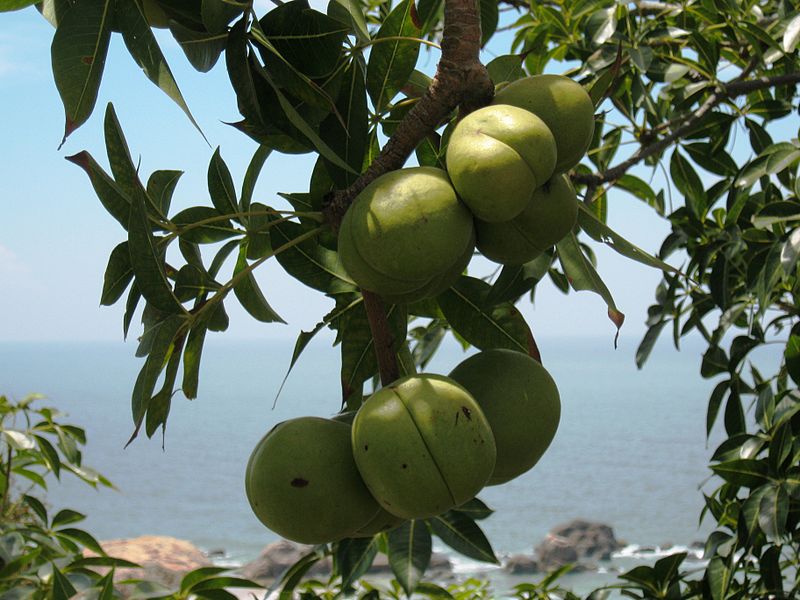 Cây trôm,trôm,mủ trôm,nhựa trôm,Sterculia foetida,tác dụng của mủ trôm