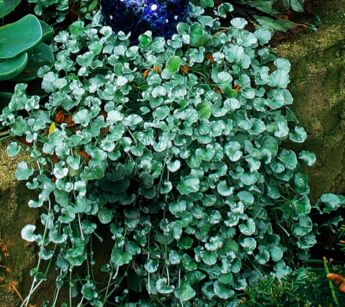 Vẩy rồng,vảy rồng,cây vẩy rồng,cay vay rong,Emerald