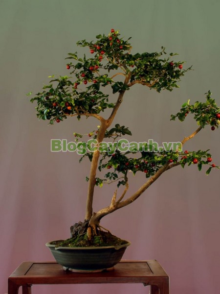 Cây Kim Quýt,Triphasia trifolata, cây kim quýt, hình ảnh cây kim quýt, cây kim quýt bonsai, cây bonsai, cay kim quyt bonsai, cây kim quýt đẹp, ý nghĩa cây kim quýt, cay kim quyt,