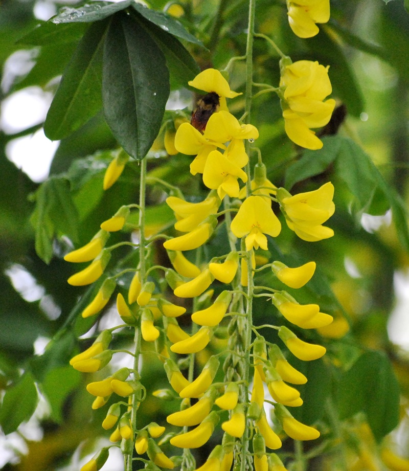 Cây chuỗi vàng,cay chuoi vang,cây kim tước,chuỗi vàng,Golden Chain,Golden Chain Flowers,Kingusari,Laburnum,họ đậu,Fabaceae