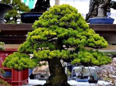 Cây Thông bonsai