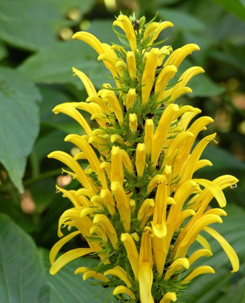 Hồng long ngọc,cây hồng long ngọc,hồng long nhả ngọc,cây long ngọc,cây gia cốp,cây ngọc long,Justicia carnea Nichols,họ Ô rô,Acanthaceae,cây bụi