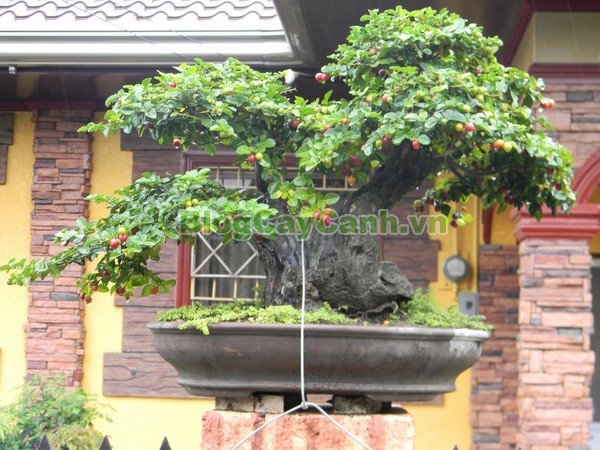 Cây Kim Quýt,Triphasia trifolata, cây kim quýt, hình ảnh cây kim quýt, cây kim quýt bonsai, cây bonsai, cay kim quyt bonsai, cây kim quýt đẹp, ý nghĩa cây kim quýt, cay kim quyt,