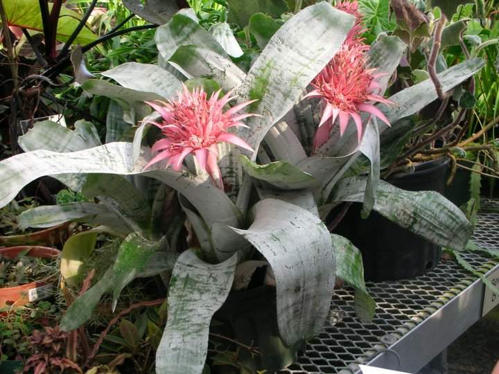 Dứa cảnh gai hồng,dứa cảnh,dứa que diêm,Aechmea fasciata,họ dứa,Bromeliaceae