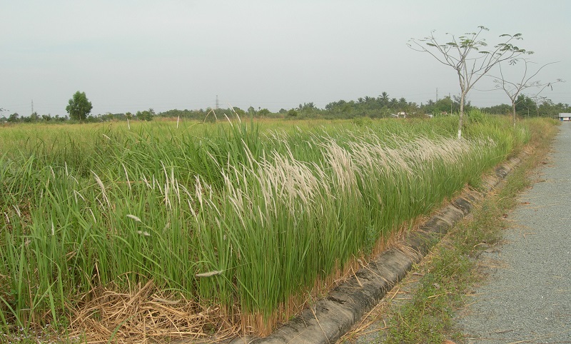 Cỏ tranh,bạch mao,bài thuốc từ rễ cỏ tranh,Imperata cylindrica,Imperata cylindrica (L.) Beauv,họ Lúa,poaceae,bài thuốc từ cỏ tranh,tác dụng của cỏ tranh