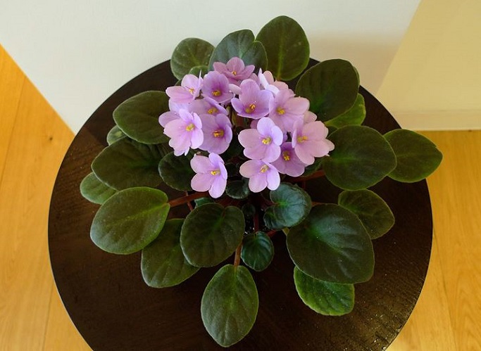 Hoa tử linh lan,tử linh lan,violet châu Phi,violet,hoa violet,Saintpaulia,African Violet