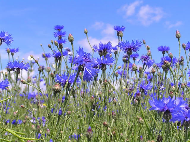 Hoa thanh cúc,hoa ngô,hoa cúc áo,hoa thanh bình,Centaurea cyanus,Bachelors button,Bluebottle,Boutonniere flower,Hurtsickle,Cyani flower,cornflower