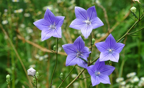 Hoa cát cánh,cát cánh,ý nghĩa hoa cát cánh,Platycodon grandiflorum,Platycodon grandiflorus