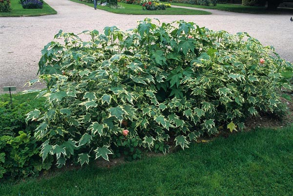 Hoa bụp lồng đèn,bụt lồng đèn,bụp lồng đèn,hoa dâm bụt,hoa râm bụt,bông bụt,bông bụp,Abutilon pictum,Flowering Maple,họ cẩm quỳ,Malvaceae