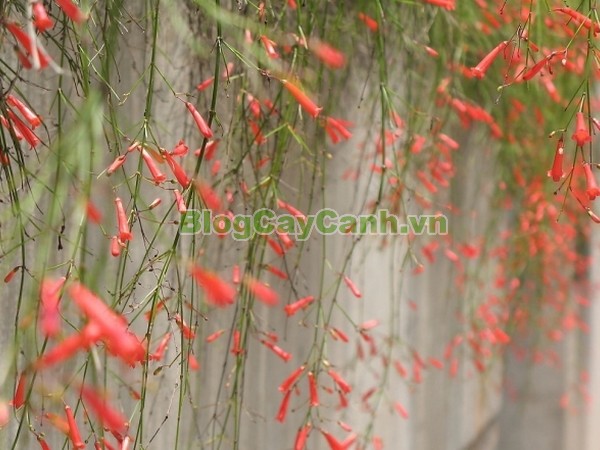 Cây Liễu Tường Hoa Đỏ,cây liễu tường hoa đỏ, họ Hoa mõm sói , Scrophulariaceae., hình ảnh cây liễu tường hoa đỏ, Russelia equisetifomis Schlecht. et Cham., cay lieu hoa do, cây hoa xác pháo, cây xác pháo,