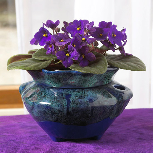 Hoa tử linh lan,tử linh lan,violet châu Phi,violet,hoa violet,Saintpaulia,African Violet