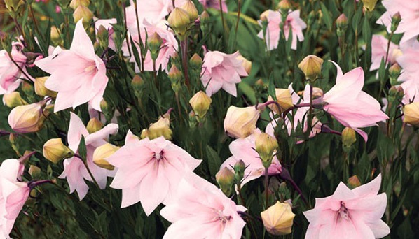 Hoa sao băng,Hoa sao băng