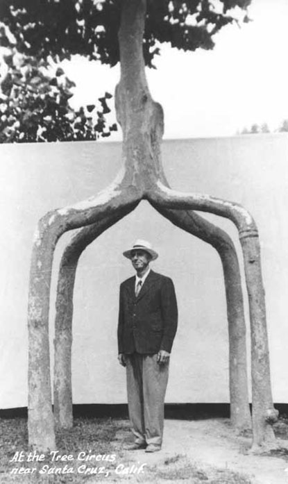 Cây bốn chân