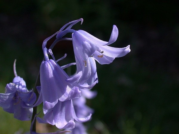 Hoa chuông xanh,hoa chuông,Bluebells,Hyacinthoides