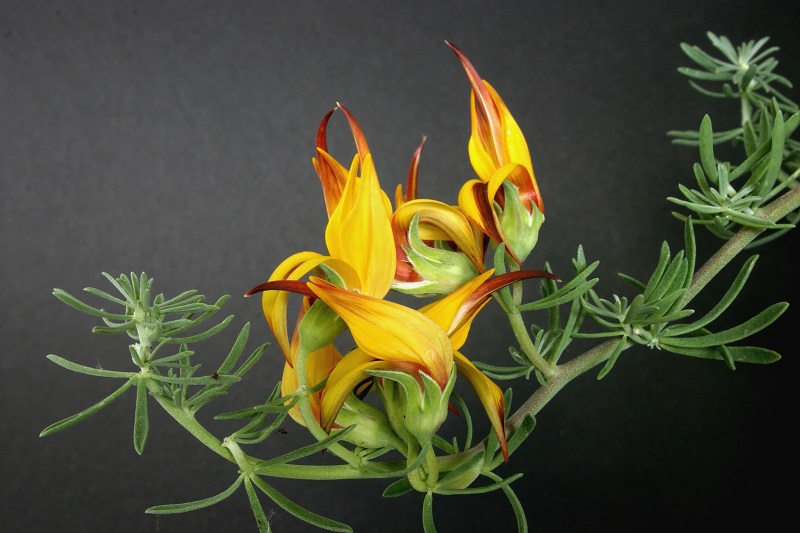 Hoa mỏ vẹt,mỏ vẹt,Lotus berthelotii,họ đậu,Fabaceae,hoa quý hiếm,hoa đẹp