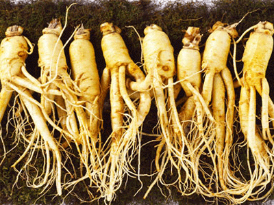 Nhân sâm,Nhân sâm,cây nhân sâm,hồng sâm,sâm ngọc linh,sâm Việt Nam,nhân sâm Việt Nam,nhân sâm Triều Tiên,sâm Hàn Quốc,họ cam tùng,araliaceae,tác dụng của nhân sâm,công dụng của nhân sâm,Panax,Panax ginseng,Panax vietnamensis,Notoginseng,Panax notoginseng,Panax bipinnatifidus,tam thất,điền thất,sâm cao ly,Panax japonicus,sâm Nhật Bản,sâm lá to,sâm đốt tre,Panax quinquefolius,sâm Mỹ,sâm Tây Dương,Panax wangianus,sâm đốt tre lá hẹp,giả nhân sâm lá hẹp,Panax zingiberensis,tam thất gừng,Pseudoginseng,Panax pseudoginseng,sâm Himalaya,Panax stipuleanatus,bình biên tam thất,Trifolius,Panax trifolius,sâm ba lá