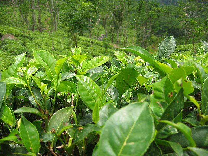 Lá của cây chè (Camellia sinensis).