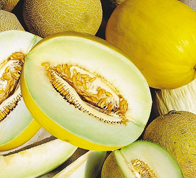 Dưa gang,dưa hoàng kim,cây ăn quả,cucumis sativus var. conomon,dưa chuột,dưa leo,họ bầu bí,cucurbitaceae