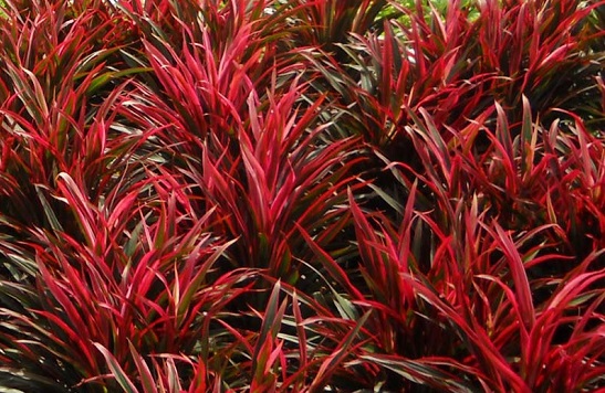 Cây ánh dương - hồng phát tài