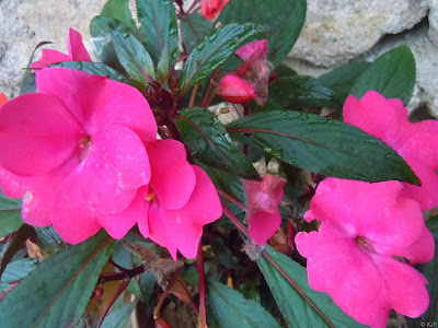 Mai địa thảo,mai dạ thảo,mai dia thao,hoa mai,Impatiens walleriana,bóng nước,Balsaminaceae,hoa ngày Tết