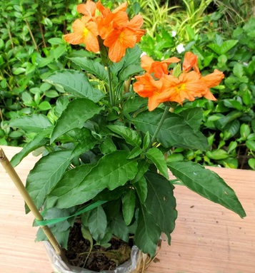 cây kim đồng cam