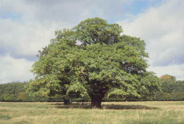 Cây sồi,Quercus