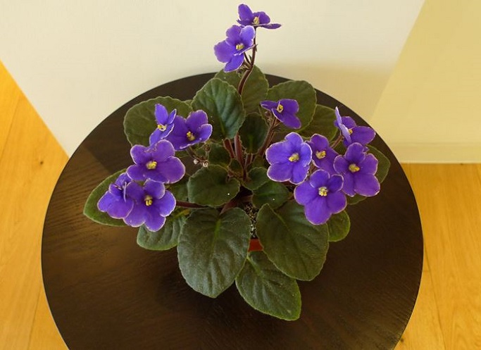 Hoa tử linh lan,tử linh lan,violet châu Phi,violet,hoa violet,Saintpaulia,African Violet