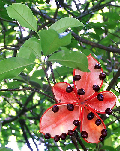 Cây sang,cây giầu sang phú quý,cây sang trọng,cây phong thủy,sterculia lanceolata,cây công trình