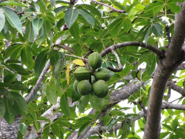Cây trôm,trôm,mủ trôm,nhựa trôm,Sterculia foetida,tác dụng của mủ trôm