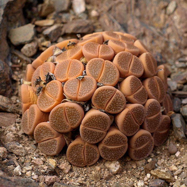 Hoa sỏi,cây hoa sỏi,Lithopturbuniformis,họ phiên hạnh,Aizoaceae,Ficoidaceae