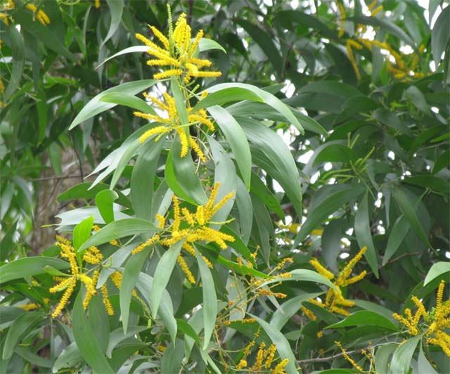 Keo lá tràm, tràm bông vàng