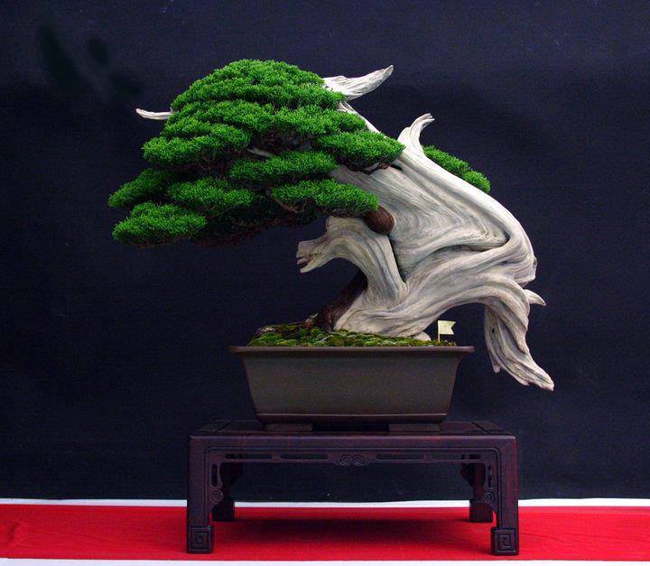 Cây cảnh bonsai đẹp