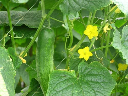 Dưa chuột,dưa leo,cây ăn quả,Cucumis sativus,họ bầu bí,Cucurbitaceae,tác dụng của dưa chuột,tác dụng làm đẹp của dưa chuột