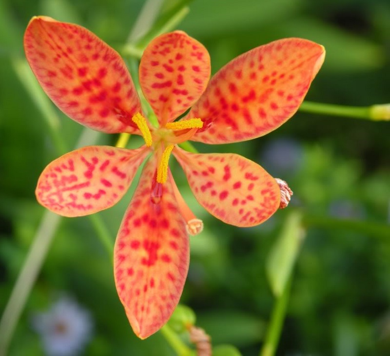 Cây rẻ quạt,rẻ quạt,xạ can,cây xạ can,biển trúc,Belamcanda chinensis,cây hoa đẹp,cây chữa bệnh