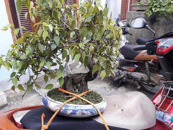 Cây sòi đá cổ kính, thân gân guốc, lá se nhỏ lại bằng ngón tay út, quả sai tít từ gốc tới ngọn, hình con voi, cây mini cao khoảng 35cm đến 40 cm. Trồng trong chậu 18 năm. Cả Hà Giang có một cây duy nhất.