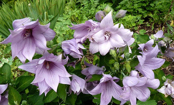 Hoa sao băng,Hoa sao băng