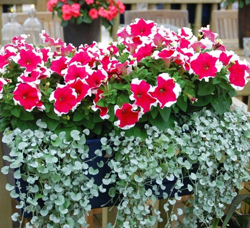 Vẩy rồng,vảy rồng,cây vẩy rồng,cay vay rong,Emerald