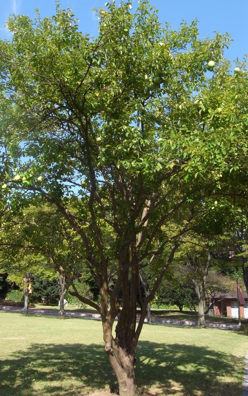 Mộc qua Trung Quốc,mộc qua,mộc qua hải đường,minh tra,Pseudocydonia sinensis,Pseudocydonia,cây ăn quả