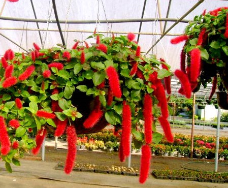 Tai tượng đuôi chồn,cây tai tượng đuôi chồn,Acalypha hispida,Acalypha hispida Burm