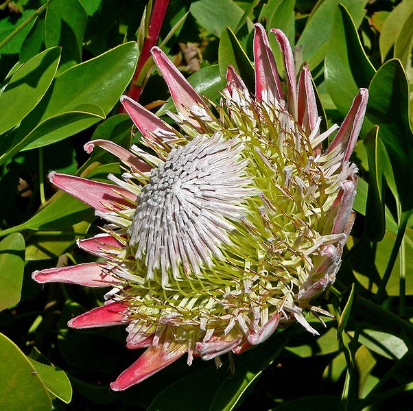 Hoa protea,king protea,quốc hoa Nam Phi,Honeypot,hoa bình mật,King Sugar Bush,Đường thảo Hoàng đế